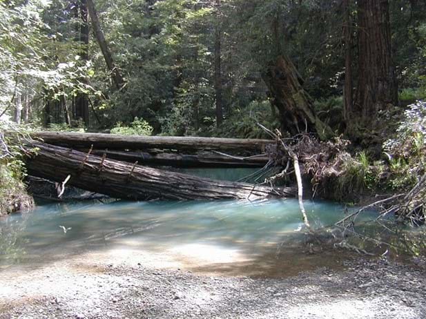 Tree in water